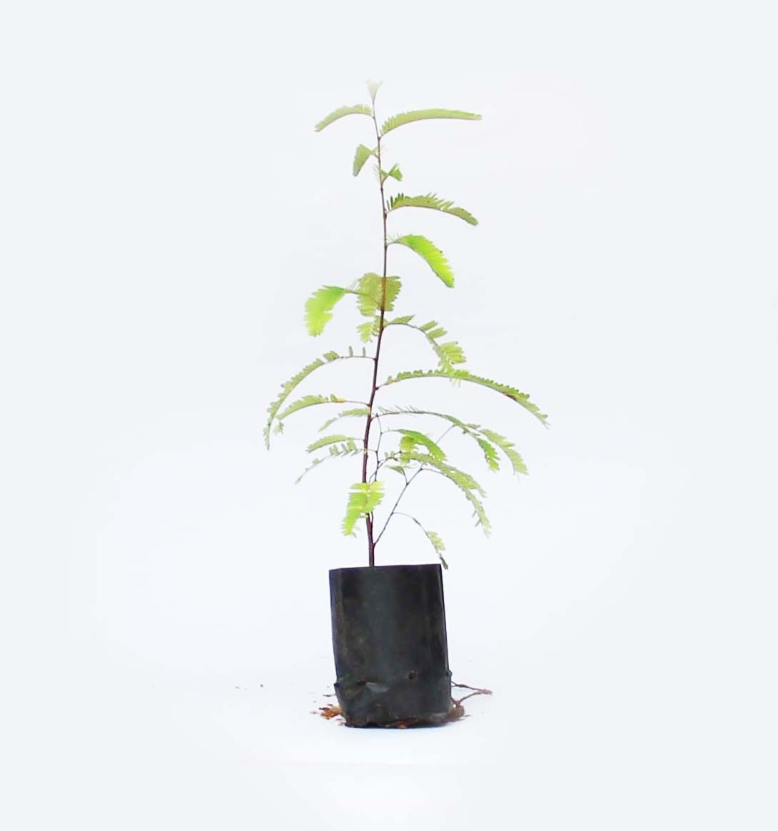 Amla Plant (Vusuri)