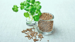 Dhania/Coriander 